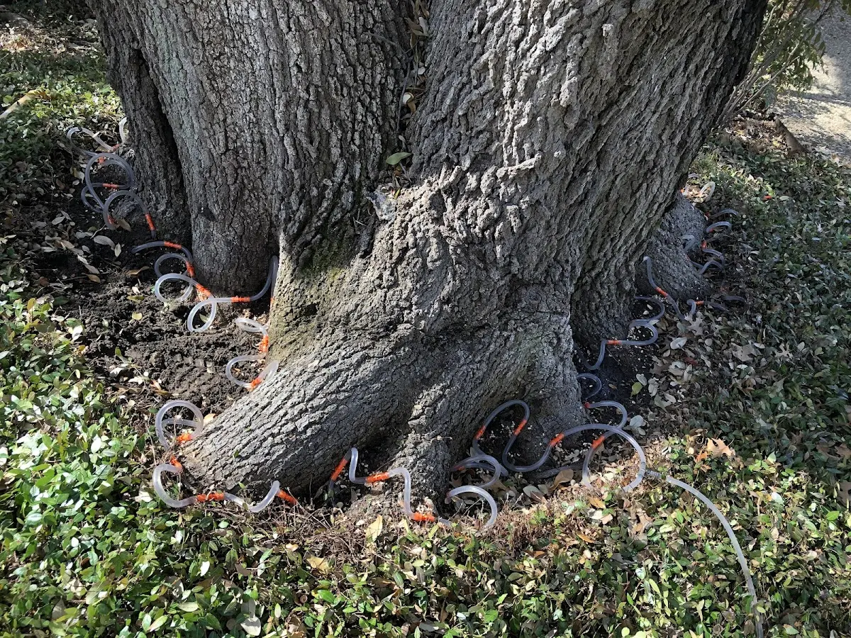 Detailed Tree Cabling and Bracing job site in Sullivan