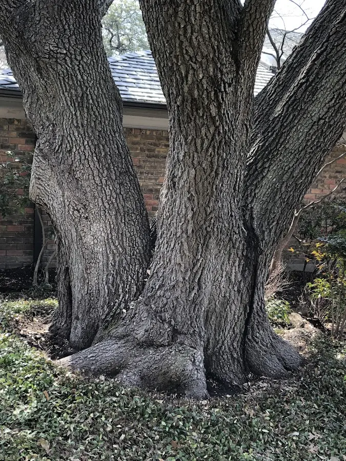 Mature heritage tree close to a Sullivan property cared for by certified arborists